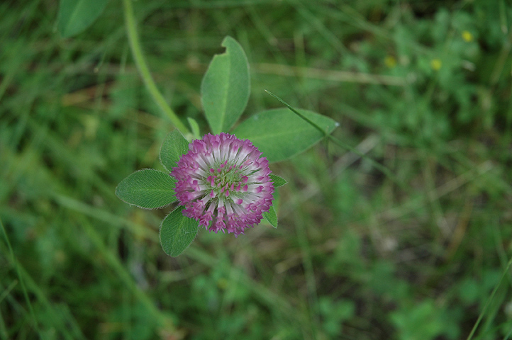 _Clover_red060710