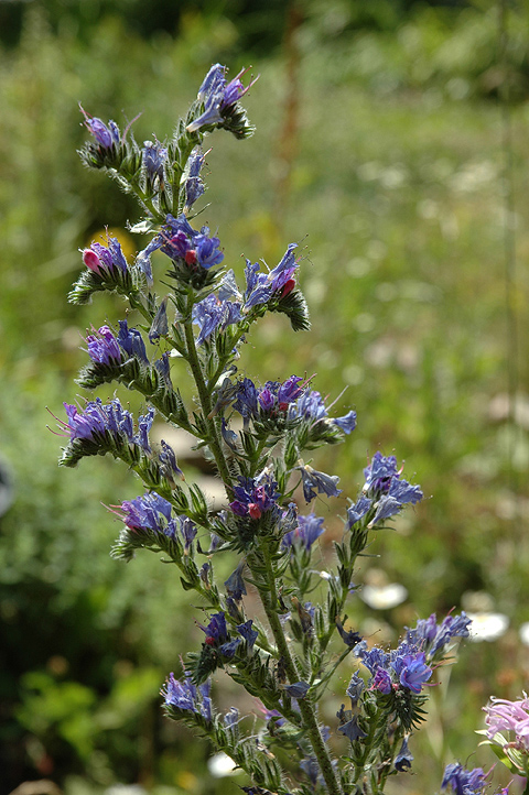 _Echium_vulgare060710