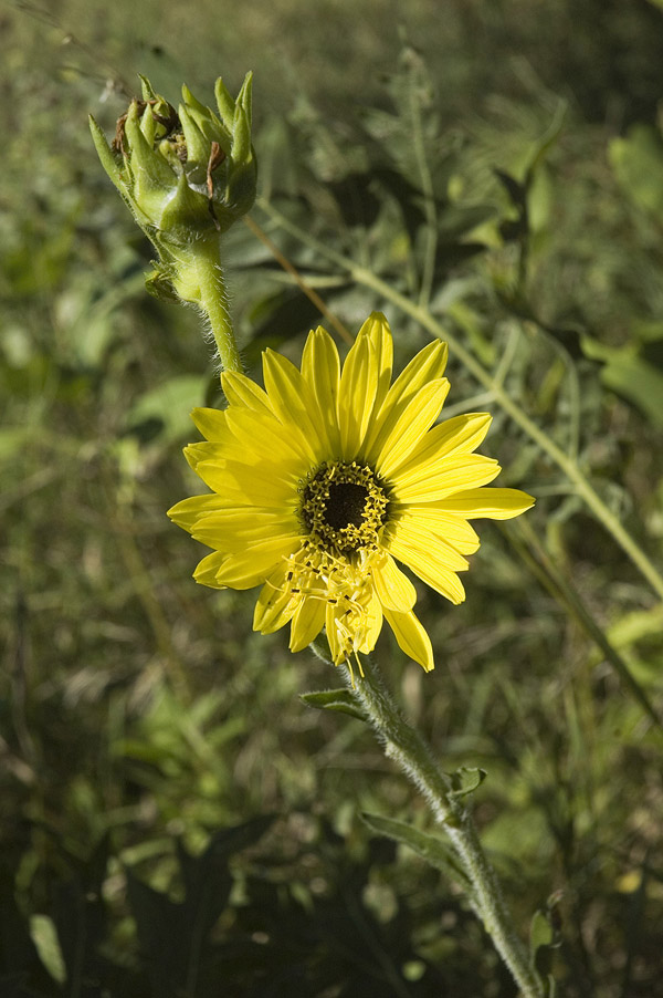 _Silphium_070830