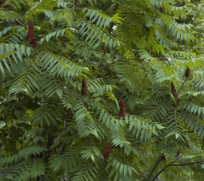 _Sumac070823