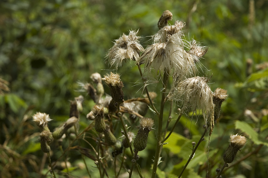 _Thistle060716