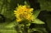 _Inula_helenium060716